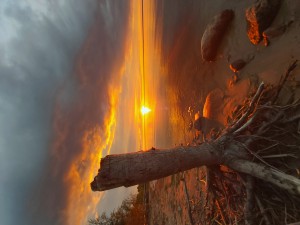 Коряга на закате